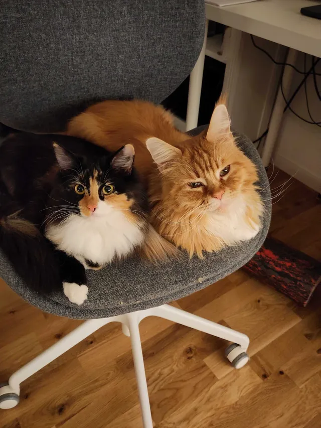 Iris and Lily stealing Marius chair