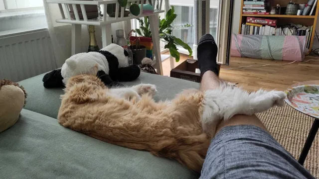 Iris getting comfortable at home