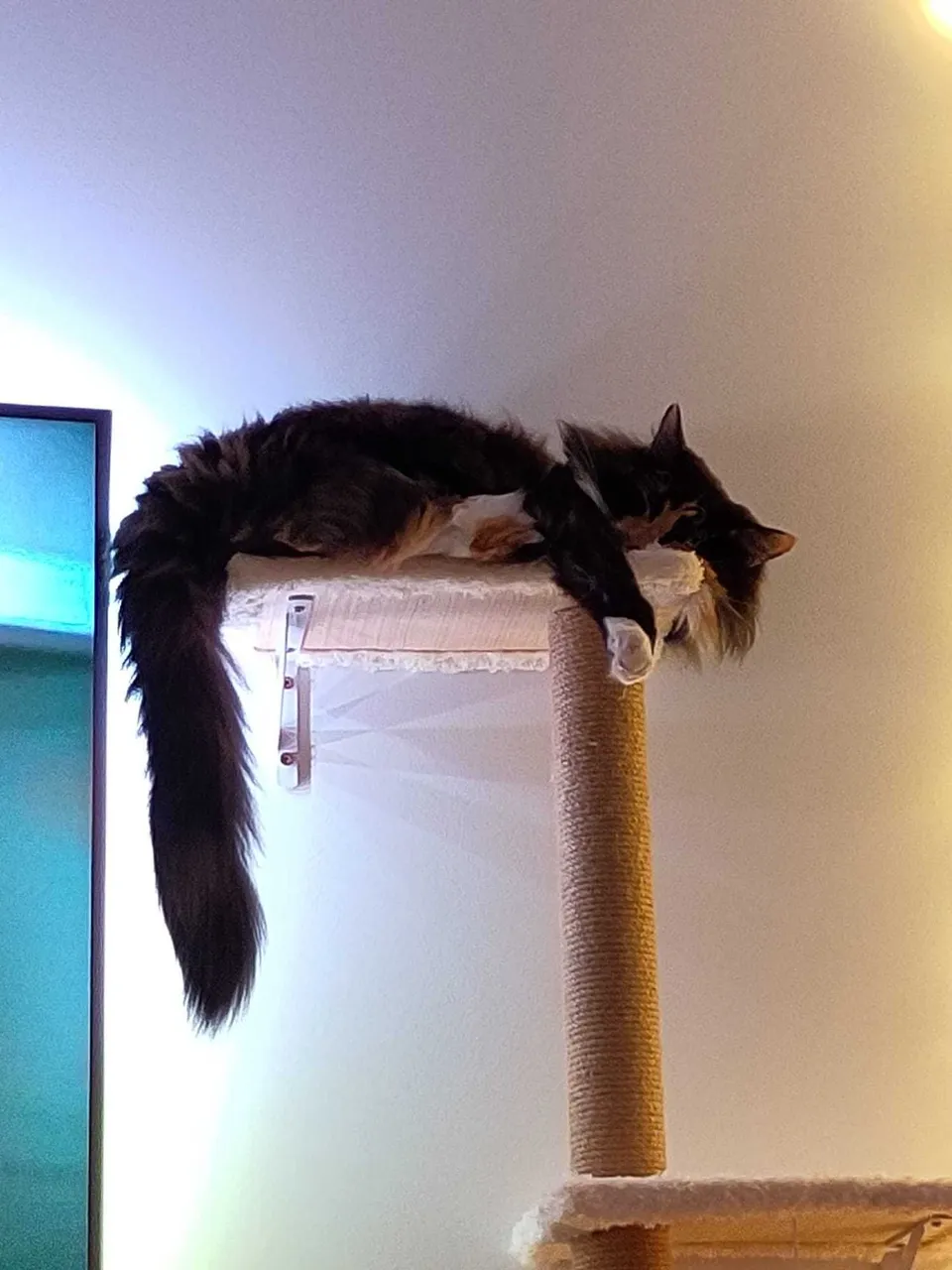 Sleepy Lily taking a nap